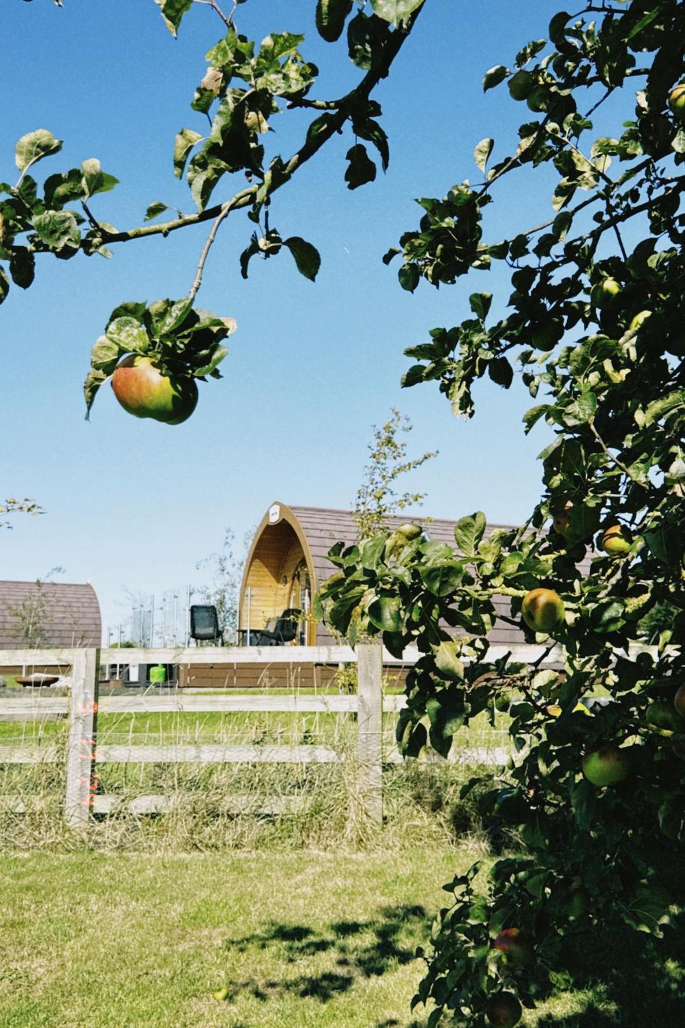 Mingle Dale- Bugthorpe Grange Glamping Villa Stamford Bridge Eksteriør bilde